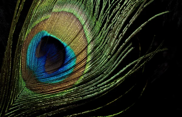 Peacock Feather — Stock Photo, Image