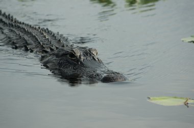 American Alligator clipart