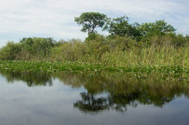 Florida Everglades