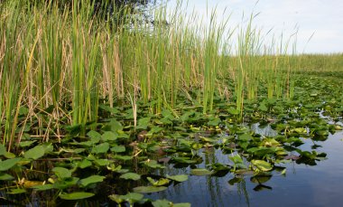 Florida Everglades