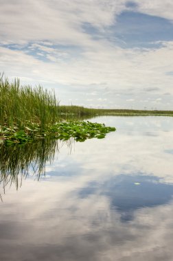 Florida Everglades