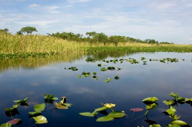 Florida Everglades clipart