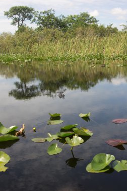 Florida Everglades