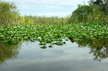 Florida Everglades