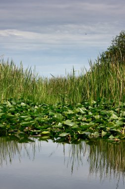 Florida Everglades