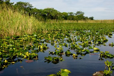 Florida Everglades