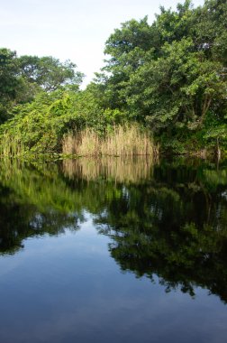 Florida Everglades