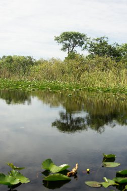 Florida Everglades