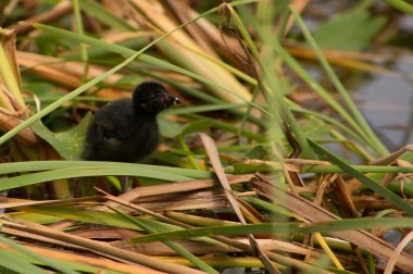 Mor moorhens piliç