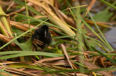 Mor moorhens piliç