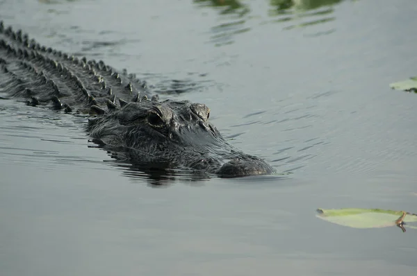 Alligatore americano — Foto Stock