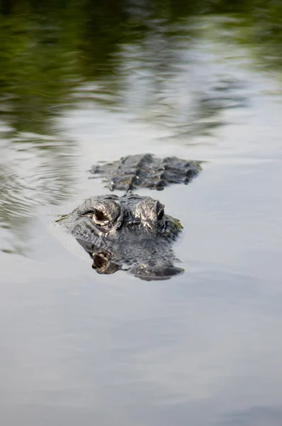 stock image American Alligator