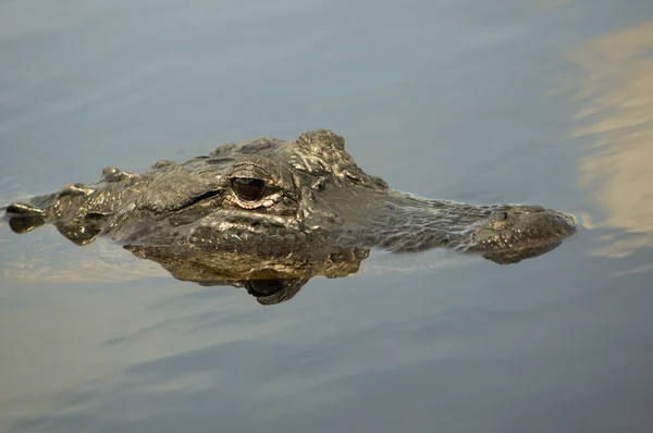 stock image American Alligator