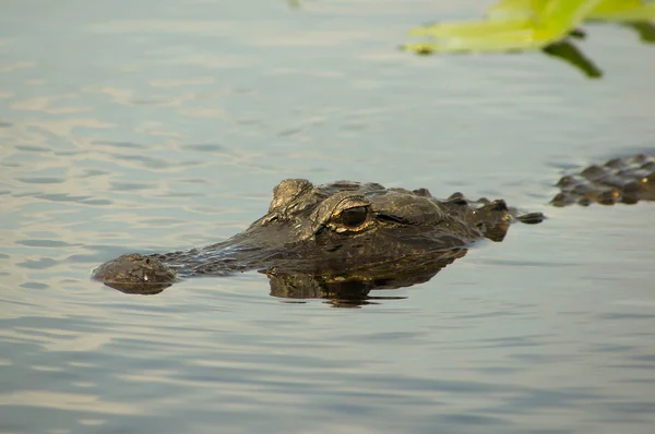 Stock image American Alligator