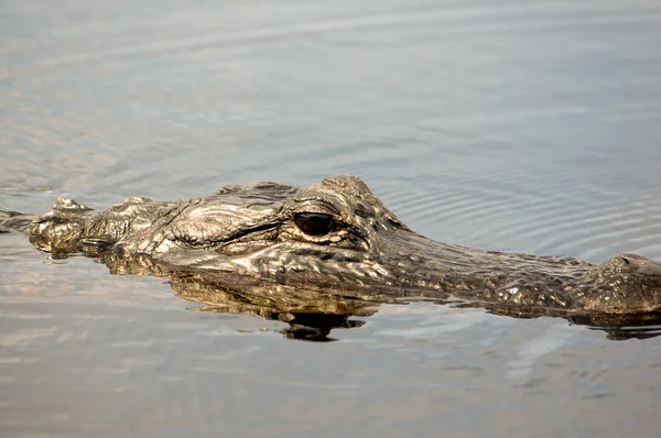 stock image American Alligator