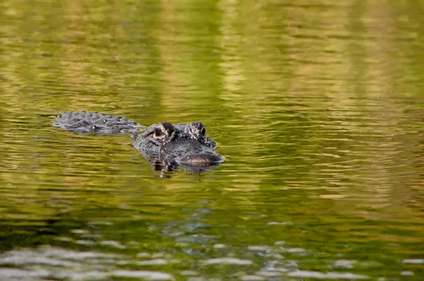 Stock image American Alligator