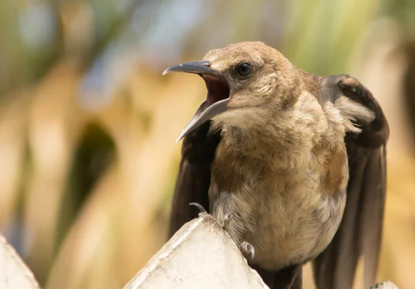 Cowbird de cabeça castanha — Fotografia de Stock
