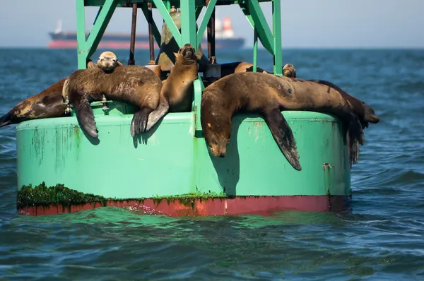 California Sea Lions — Stock Photo, Image