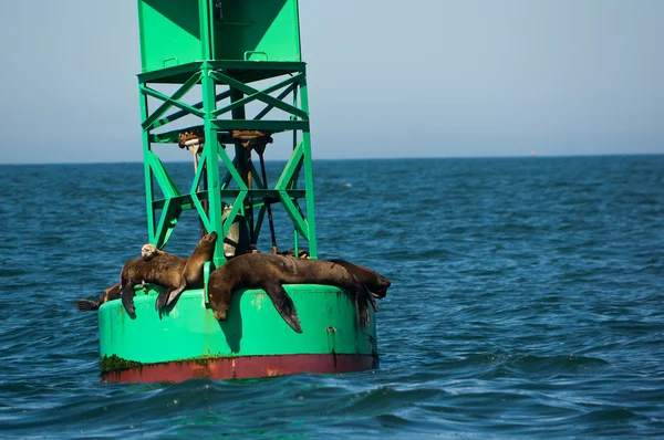 California Sea Lions — Stock Photo, Image