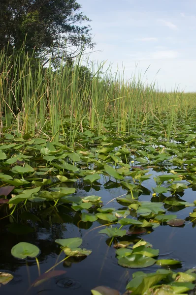 Florida Everglades — Stockfoto