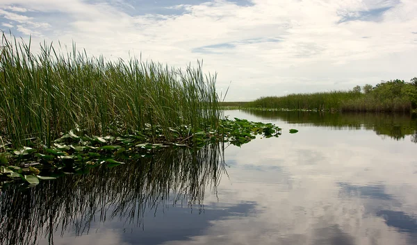 Everglades na Florydzie — Zdjęcie stockowe