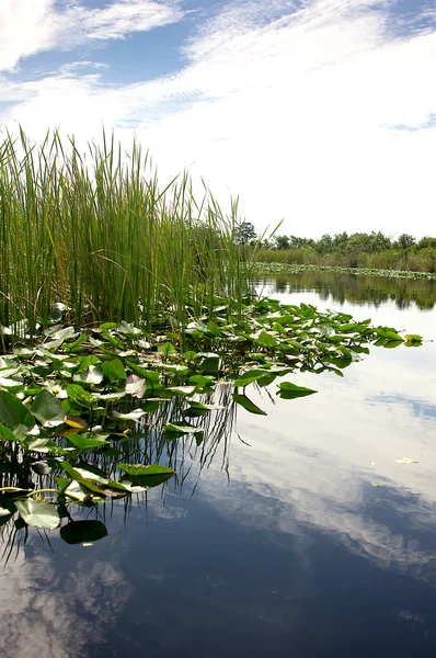 stock image Florida Everglades