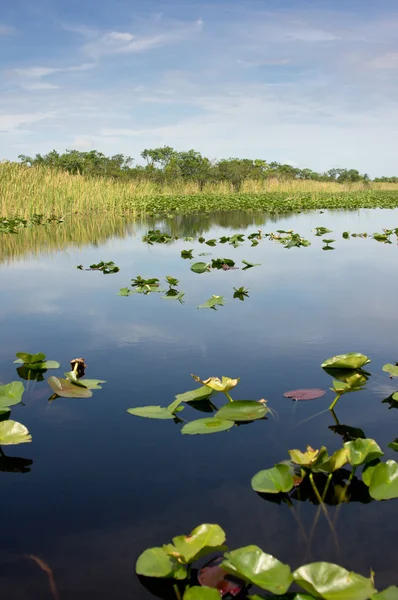 Florida Everglades — Stock fotografie