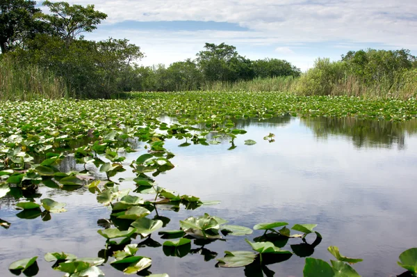 Everglades de Florida — Foto de Stock