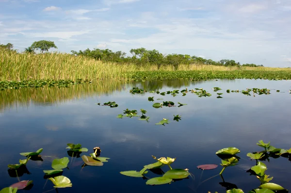 Florida Everglades Rechtenvrije Stockafbeeldingen