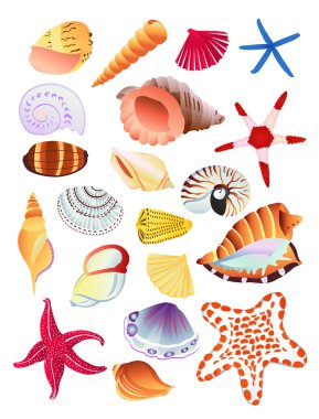 Seashells and starfish clipart