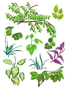 Leaves clipart