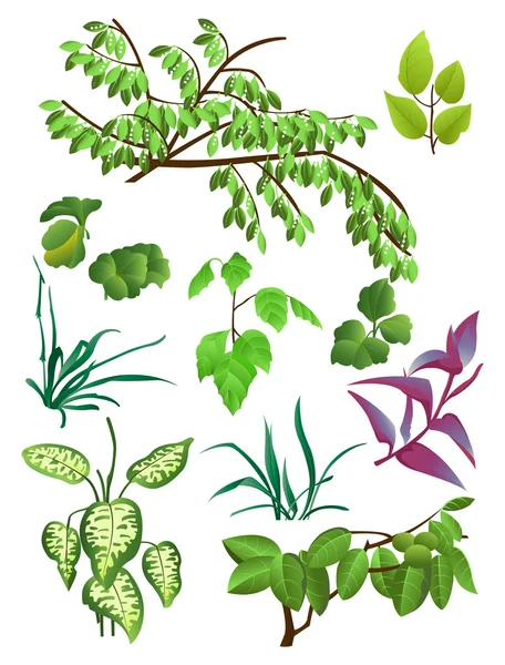 stock vector Leaves