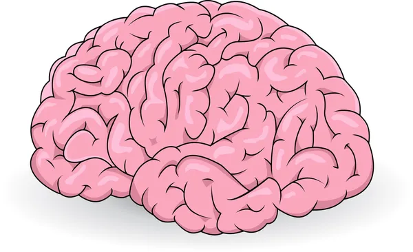 Людський мозок — стоковий вектор