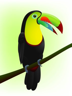 Toucan bird Cartoon clipart