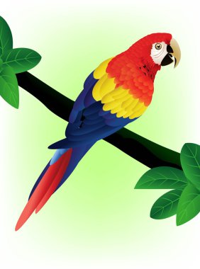 Detailed macaw bird clipart