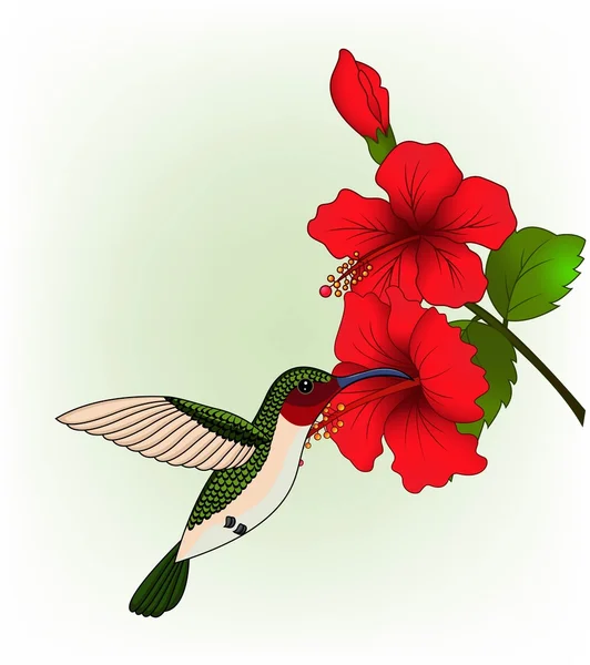 Colibrì con fiore rosso — Vettoriale Stock