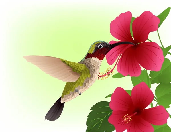 Hummingbird with red flower — Stock Vector