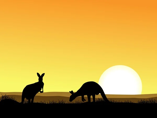 Kangaroo with sunset background — Stock Vector