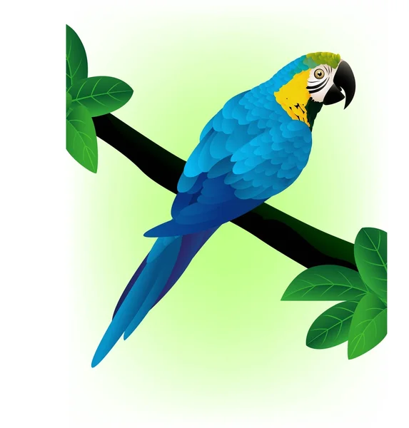 Mavi Amerika papağanı — Stok Vektör