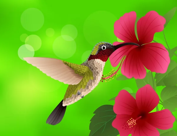 Kolibrie met rode bloem — Stockvector