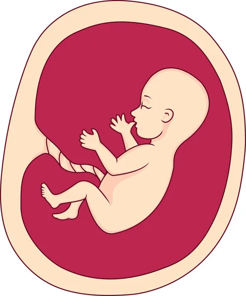 在子宫中的胎儿 — 图库矢量图片