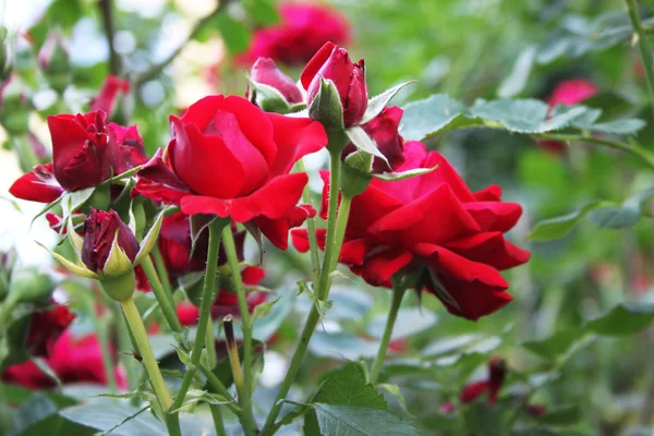 Arbusto de rosa rojo — Foto de Stock