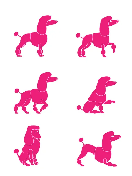 Poodle Dog — Stock Vector