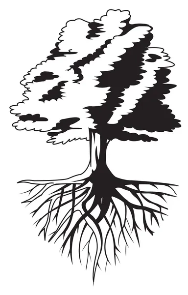 Tree root — Stock Vector