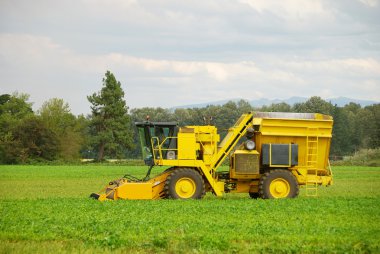 Bean Picker clipart