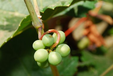 Young Grapes clipart