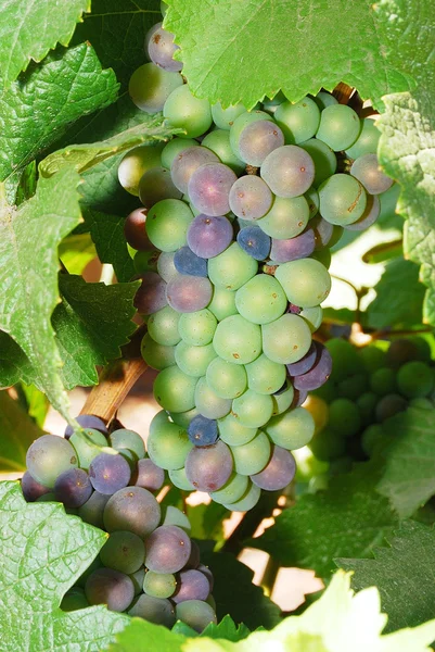 Young Grapes — Stock Photo, Image