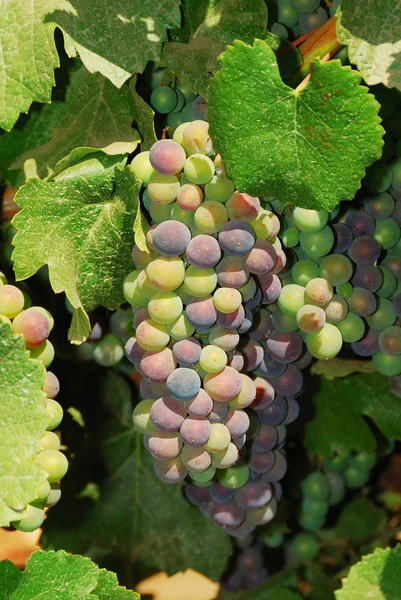 New Grapes — Stock Photo, Image