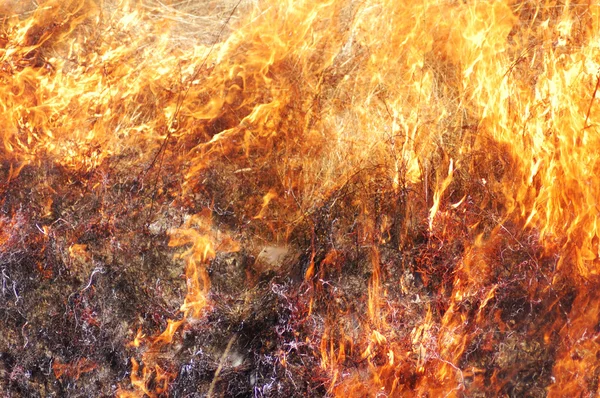 Požár trávy — Stock fotografie