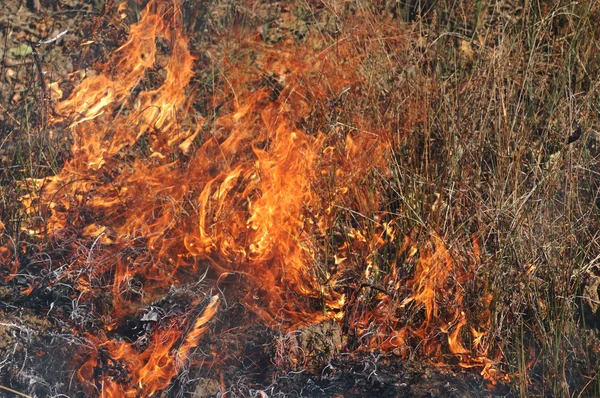 Ogień w trawie — Zdjęcie stockowe